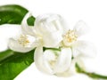 White fresh kumquat flowers and foliage