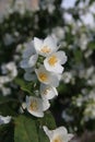 White fresh mock orange blossoms on a branch in summer in Kaunas, Lithuania Royalty Free Stock Photo