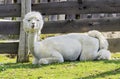 White fresh sheared alpaca Royalty Free Stock Photo