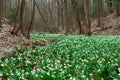 Tender spring flowers snowdrops harbingers of warming symbolize the arrival of spring. Scenic view of the spring forest with bloom Royalty Free Stock Photo