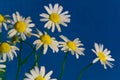 White fresh wild field daisies close-up on a blue background.