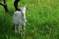 White friendly goat in grass