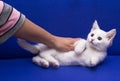 A white frightened kitten lies, it is held by a female hand. professional photo