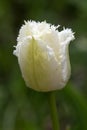 White fringed blooms, the serrated petals Tulip Honeymoon close up Royalty Free Stock Photo