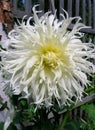 White fringed dahlia `Tsuki Yori No Shisha`