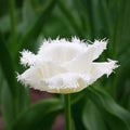 White fringed tulip