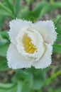 White fringed tulip Visionair. Tulip with fringe