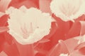 White fringed tulips Honeymoon blooming. Selective focus. Closeup. Coral duotone