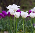 White fringed tulips