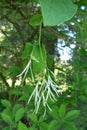 White Fringetree (Chionanthus virginicus) Royalty Free Stock Photo