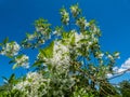 The White fringetree Chionanthus virginicus with richly-scented, pure white flowers in the garden with bright blue sky in the