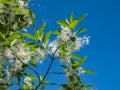 The White fringetree Chionanthus virginicus with richly-scented, pure white flowers in the garden with bright blue sky in the