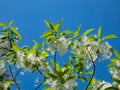 The White fringetree Chionanthus virginicus with richly-scented, pure white flowers in the garden with bright blue sky in the
