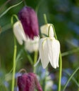 White fritillary flowers, photographed at Eastcote House Gardens, London Borough of Hillingdon UK, in spring. Royalty Free Stock Photo