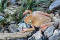 White frog and green eyed, an animal with vibrant eyes Royalty Free Stock Photo