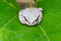 White frog Royalty Free Stock Photo