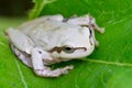 White frog Royalty Free Stock Photo