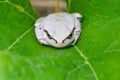 White frog Royalty Free Stock Photo