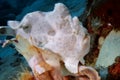 White frogfish froze on the light coral. Underwater photography Philippines