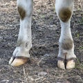 White front hooves of a dairy cow standing on a path