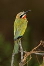 White-Fronted Bee-Eater