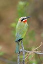 White-Fronted Bee-Eater