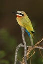 White-Fronted Bee-Eater Royalty Free Stock Photo