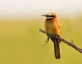 White Fronted Bee eater Royalty Free Stock Photo