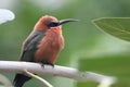 White-fronted bee-eater Royalty Free Stock Photo