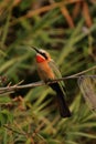 White-fronted Bee-eater Royalty Free Stock Photo