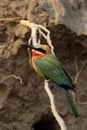 White-fronted Bee-eater Royalty Free Stock Photo