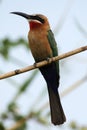 White-fronted Bee-eater Royalty Free Stock Photo