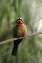 White-fronted Bee-eater Royalty Free Stock Photo