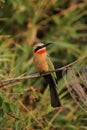White-fronted Bee-eater Royalty Free Stock Photo