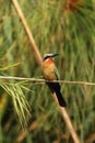 White-fronted Bee-eater Royalty Free Stock Photo