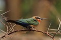 White-fronted Bee-eater Royalty Free Stock Photo