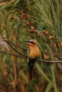 White-fronted Bee-eater Royalty Free Stock Photo