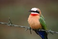 White-fronted Bee-eater Royalty Free Stock Photo