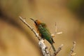 White-fronted Bee-eater Bird