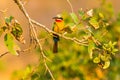 White-fronted bee-eater bird Royalty Free Stock Photo