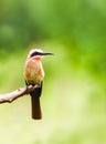 White fronted bee eater bird perched on a branch Royalty Free Stock Photo