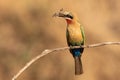 White-fronted bee-eater with a butterfly catch in its beak