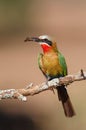White-fronted Bee-eater with an insect as a prey Royalty Free Stock Photo