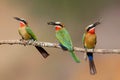 White-fronted Bee-eater with an insect as a prey Royalty Free Stock Photo