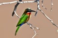 white fronted bee-eater Royalty Free Stock Photo