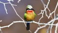 White fronted bee-eater Royalty Free Stock Photo