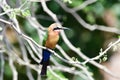 White fronted bee-eater Royalty Free Stock Photo