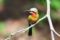 White fronted bee-eater Royalty Free Stock Photo