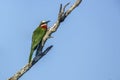 White fronted Bee eater in Kruger National park, South Africa Royalty Free Stock Photo