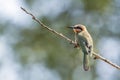 White-fronted Bee-eater in Kruger National park, South Africa